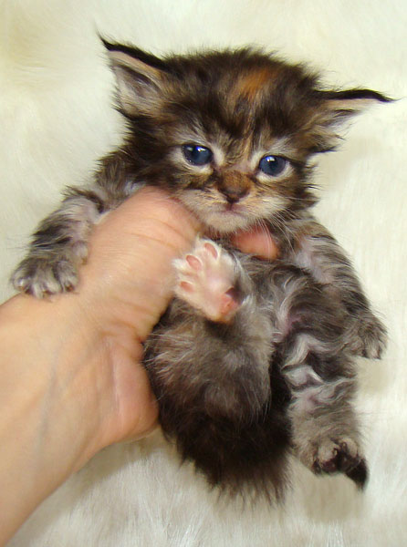     Catsvill County!   !    !       !!!    Catsvill County +7-926-544-74-09     .   ,   ,   ,    ,   ,  ,     ,   -,    ,   !